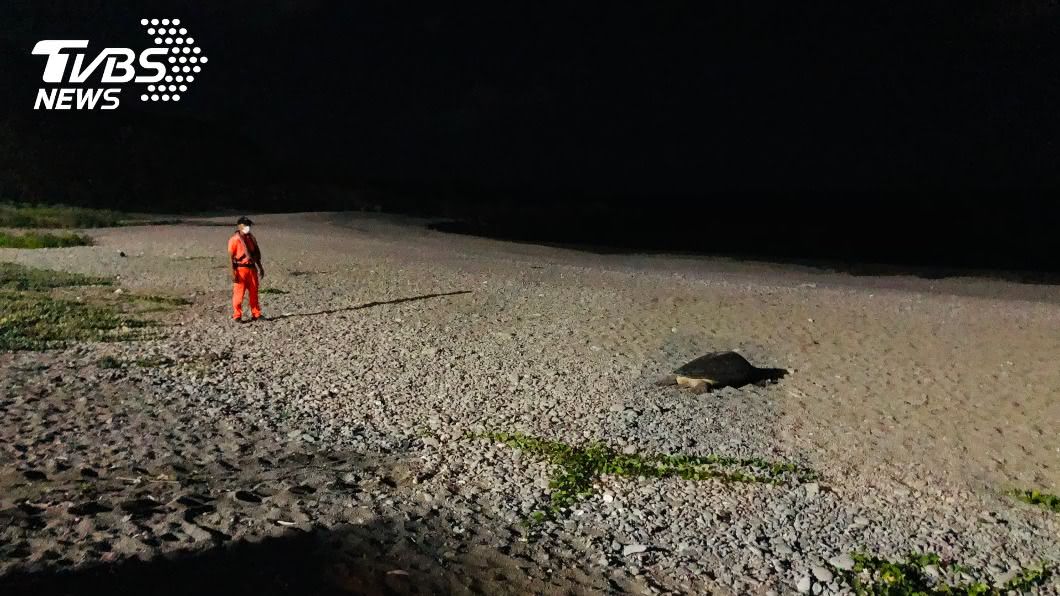 蘭嶼沙灘喜見綠蠵龜媽媽上岸產卵 海巡暖心守護