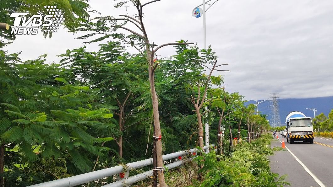 台東鳳凰樹被砍成禿頭 專家傻眼:小樹修剪過度