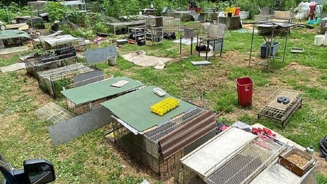 警方在現場發現700隻動物。(圖/翻攝自Henry County Sheriff's Office)