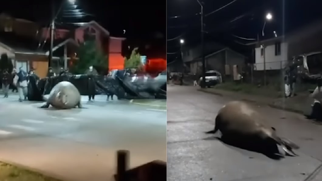 2噸巨獸市區驚慌狂奔!警民暗夜「堵路圍趕」送牠回家