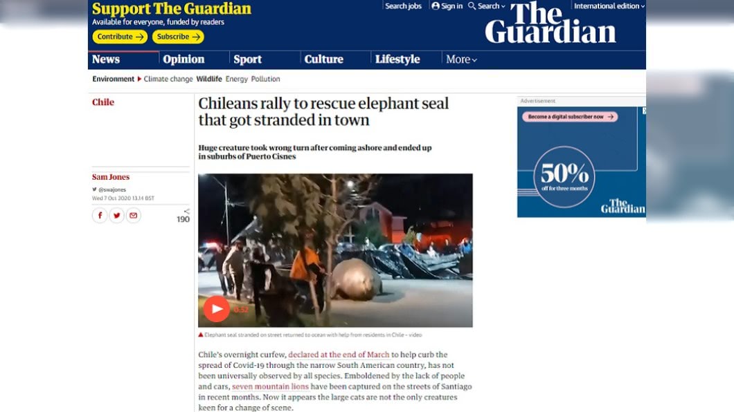 外媒報導巨大象海豹誤闖智利小鎮。（圖／翻攝自The Guardian）