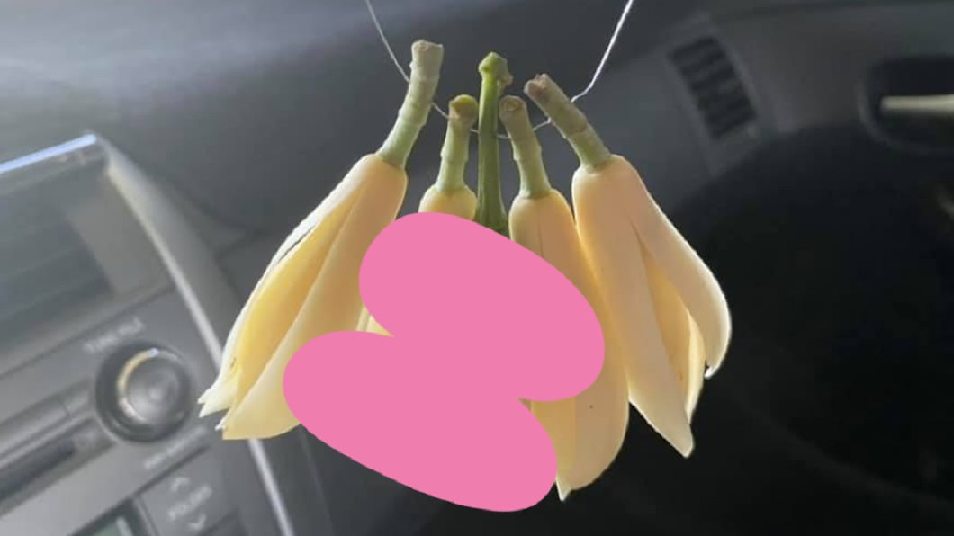 他路邊買玉蘭花驚見「1根亂入」 網笑炸:有間諜!
