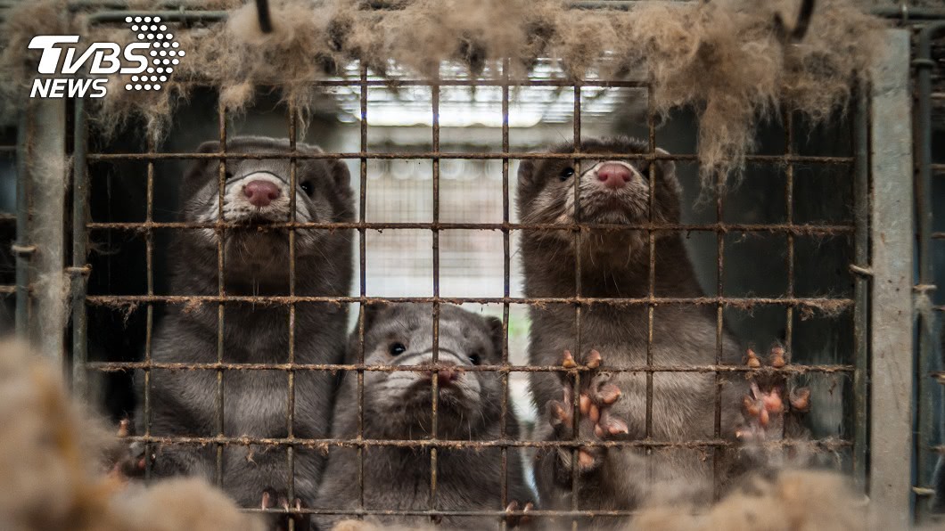 動物也淪陷!新冠肺炎疫情擴大 上萬隻貂「被人傳染」亡