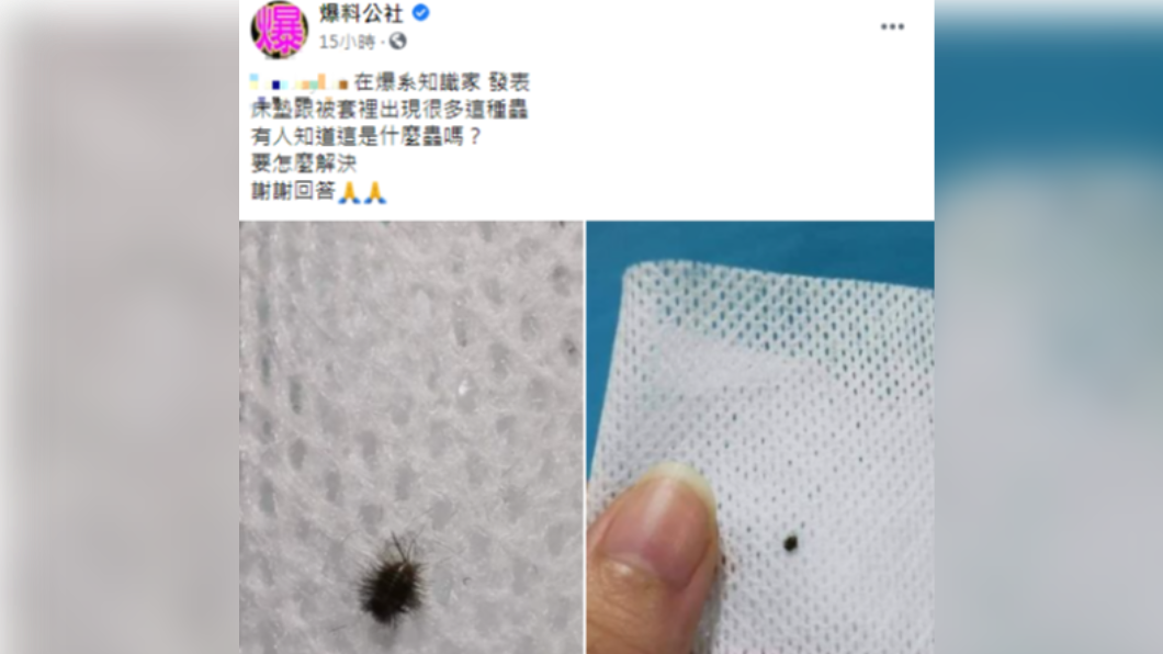網友在床墊發現黑色怪蟲,上網求救。(圖/翻攝自「爆料公社」)
