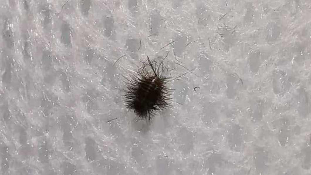 床墊驚見「小黑圓毛蟲」 網一見驚:是灰塵精靈