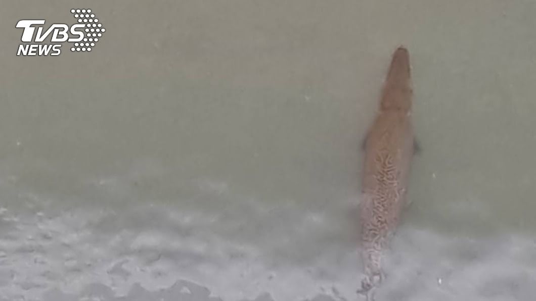外來種突襲!史前生物「鱷魚火箭」游進花蓮美崙溪