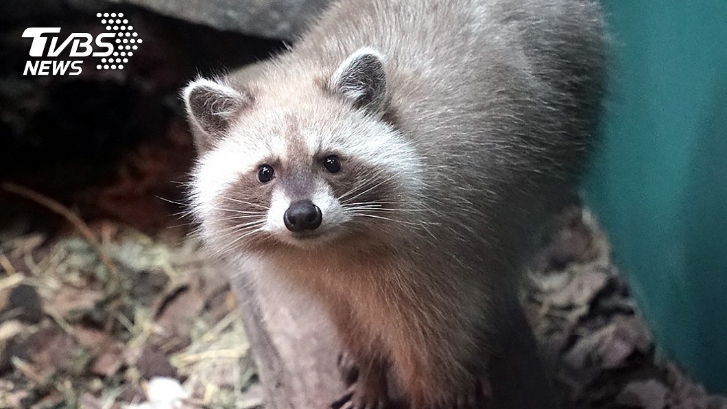 受虐浣熊住進台北市立動物園。（圖／中央社）