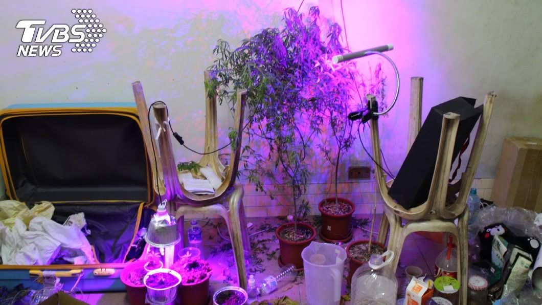 無業男在家種大麻疑製毒品販售 警趁出門時逮捕