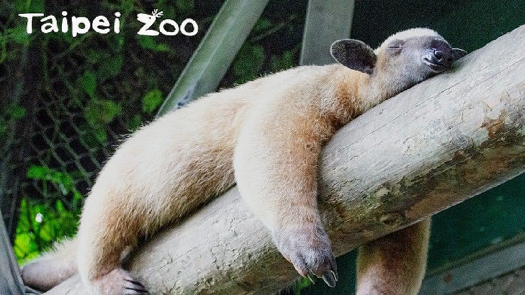 小食蟻獸示意圖,非指落跑小食蟻獸。(圖/翻攝自台北市立動物園臉書)