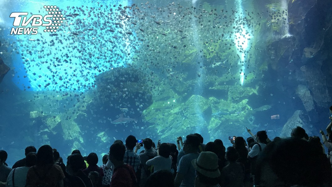 水母斷肢、魚撞玻璃？Xpark挨轟「動物煉獄」發聲了