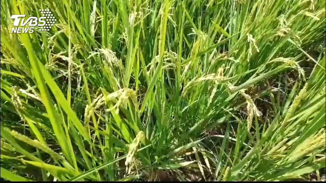 水情吃緊嘉南一期水稻停灌 農委會下午臨時記者會