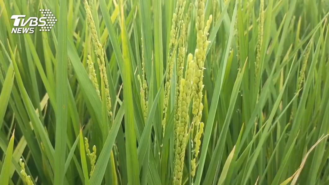 農民憂缺水 農水署高雄處估明年一期作供灌無虞