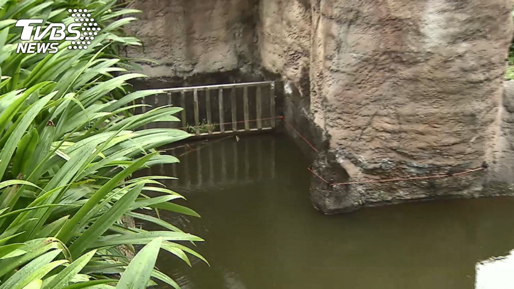 小食蟻獸「小紅」遇到溢水柵欄借力使力,儘管身體碰到電牧線仍直接翻越。(圖/TVBS)