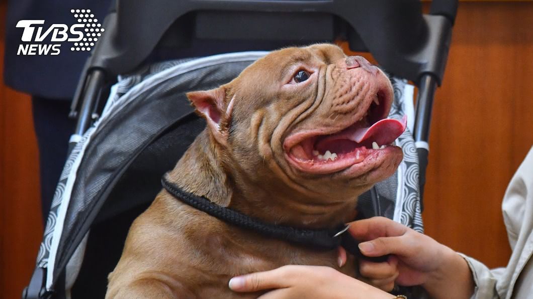 美國惡霸犬面惡心善 綠委要求重新評估禁養令