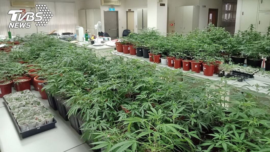 新北警清樓專案　淡水、八里查獲大麻共500餘株