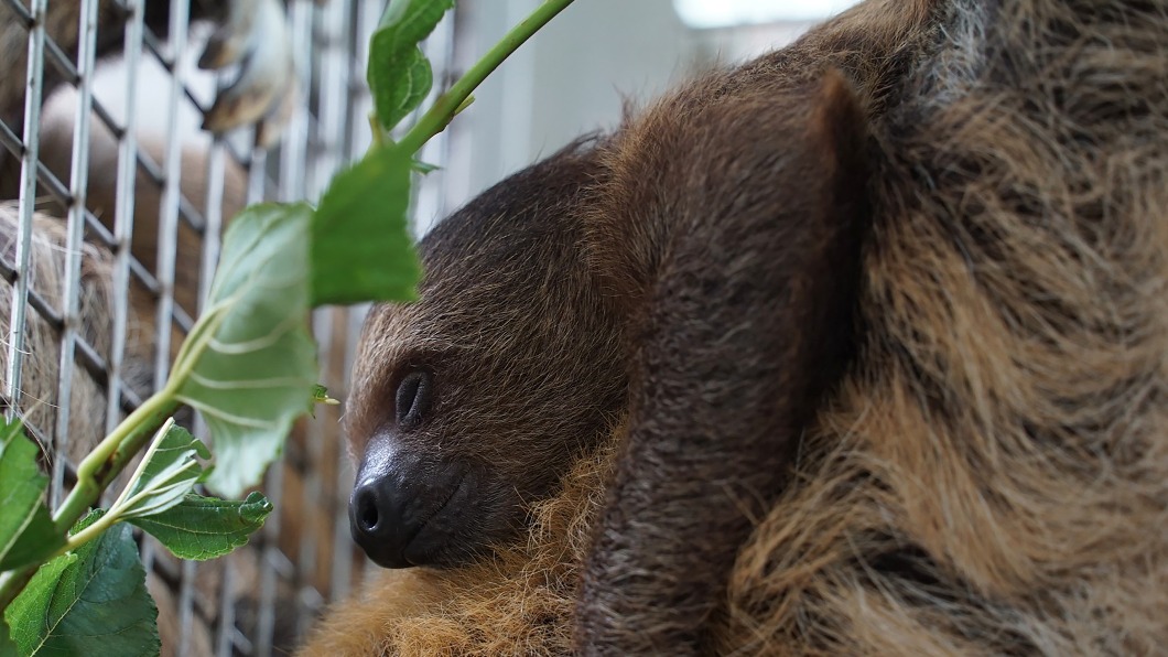 北市動物園樹懶家族 寶寶「葉夏」滿4個月