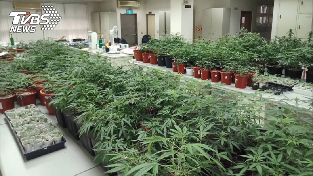 淡水、八里民宅淪毒農場!男自種5百多株大麻市值破億元