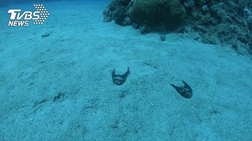 綠島放流4萬尾魚苗死1成　鄉長：運送過程有疏失