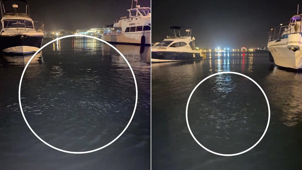 安平漁人碼頭「魚群炸出海面」…隨後連2震!當地人嚇傻