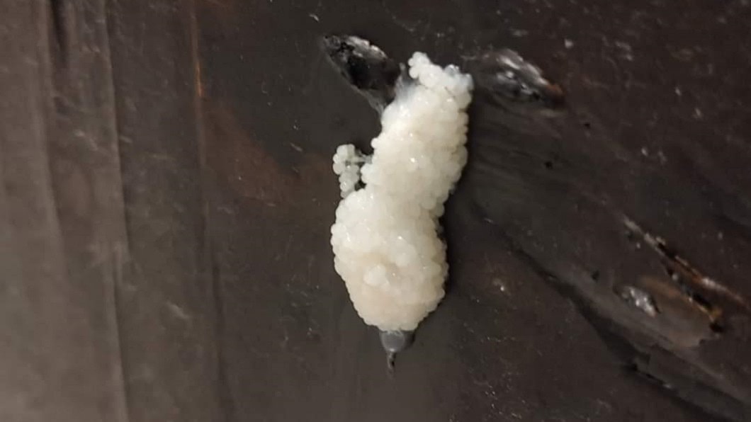 浴室門現「白色卵狀物」沖掉秒冒出　他嚇壞：怎處理…