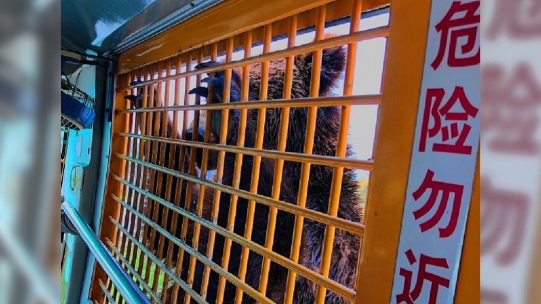 野性悲歌!飼育員遭熊群「撕咬肢解」吃掉 遊客全目睹