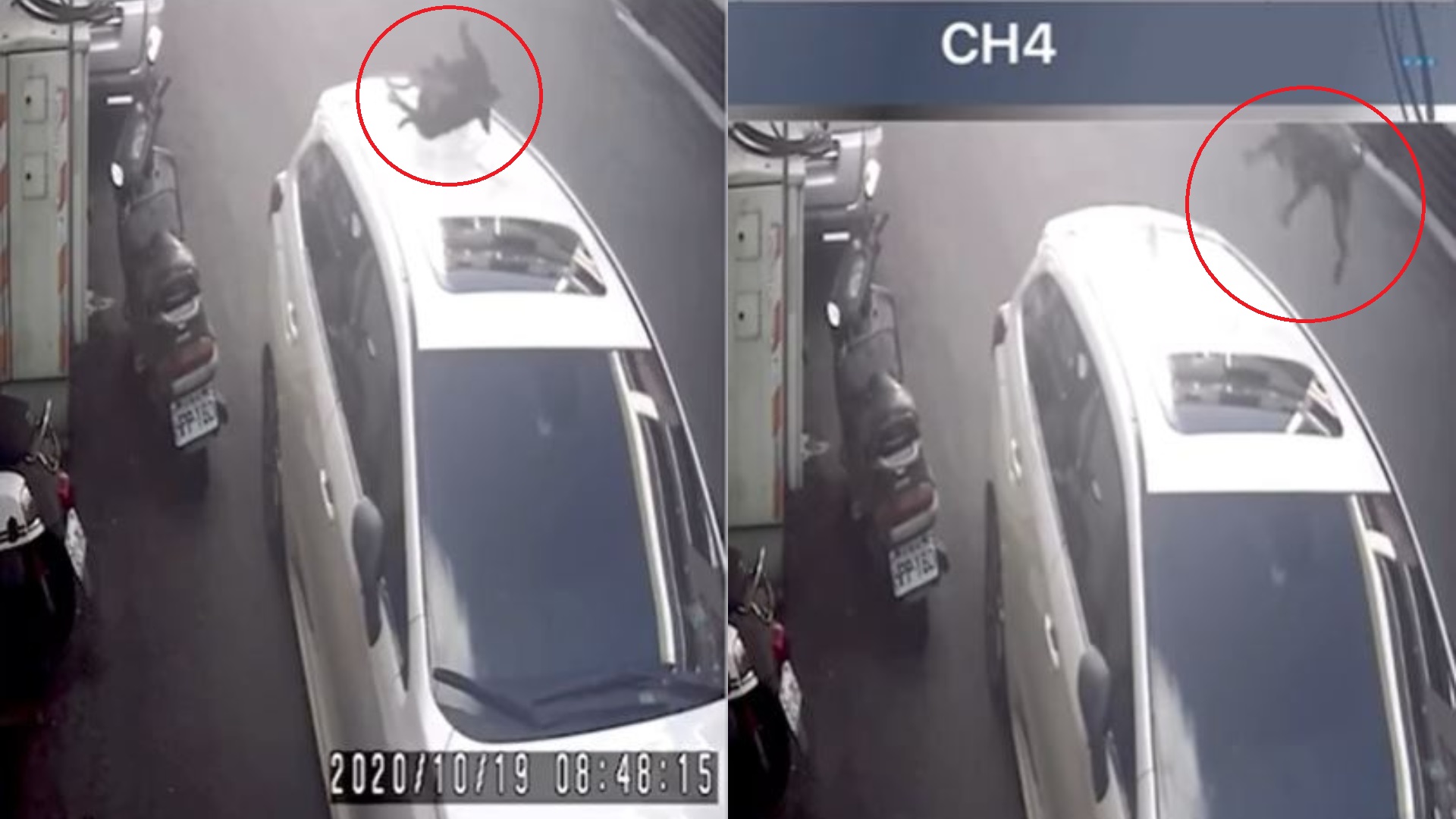 黑狗從天降!疑遭人「從6樓丟下」 網全氣炸:根本謀殺