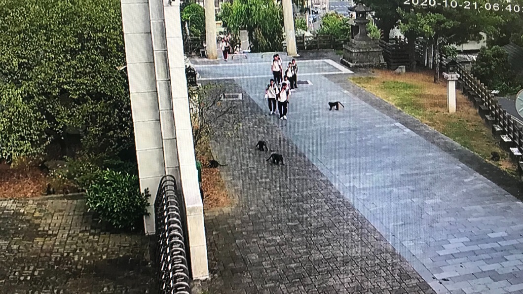 台灣獼猴闖校園大鬧半小時 拆監視器還想搶學生早餐
