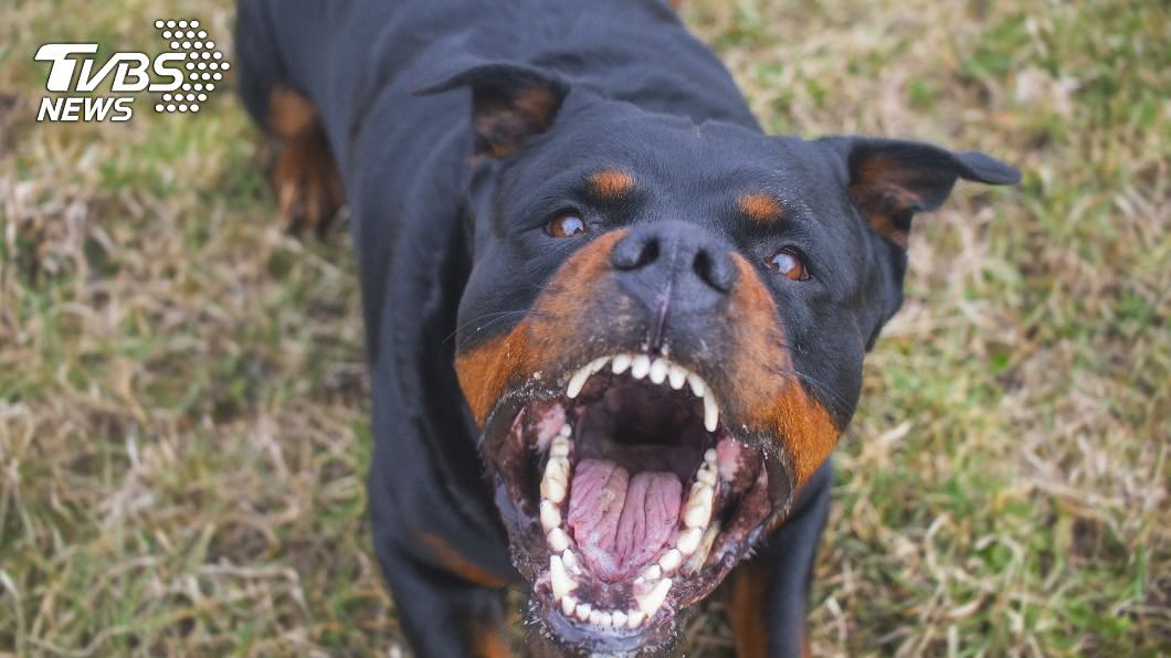女散步遭「7犬撕咬」不治 警到場發現:全是家犬