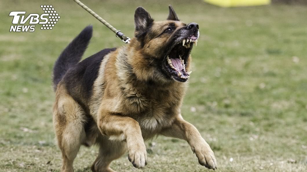 女子遭7隻「寵物狗」圍攻身亡。(示意圖/shutterstock 達志影像)