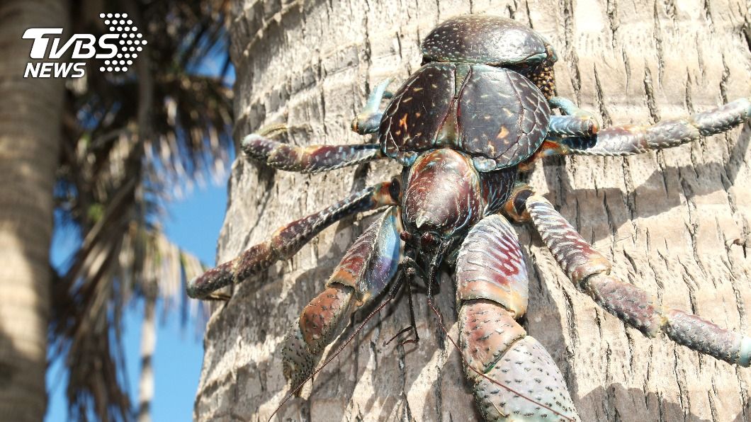 10大熱搜奇異動物排行　日月潭「霸主」竟是牠
