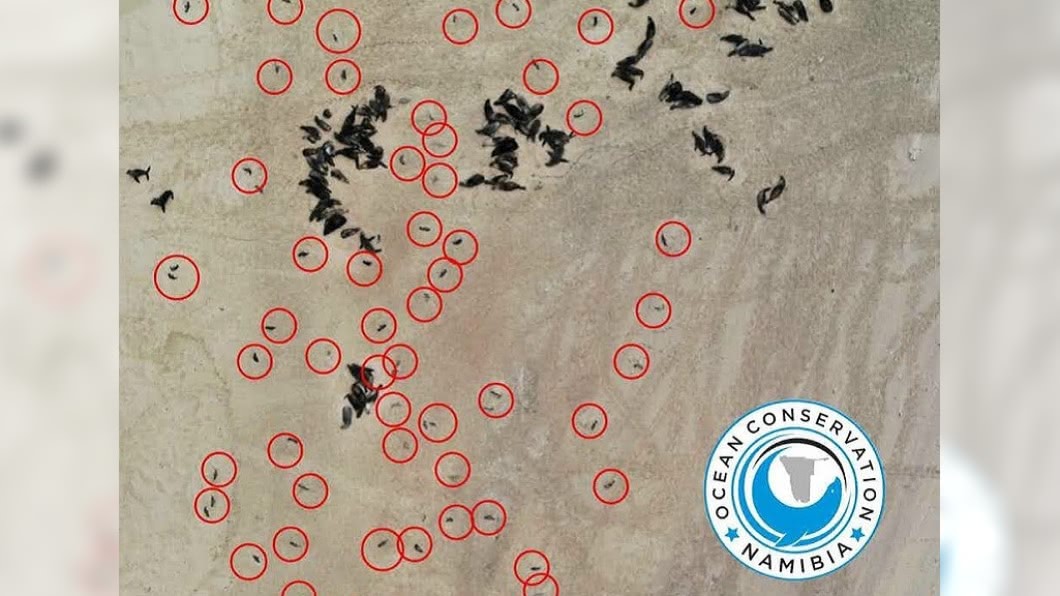 初估約有5千隻海豹集體死亡。(圖/翻攝自Ocean Conservation Namibia臉書)