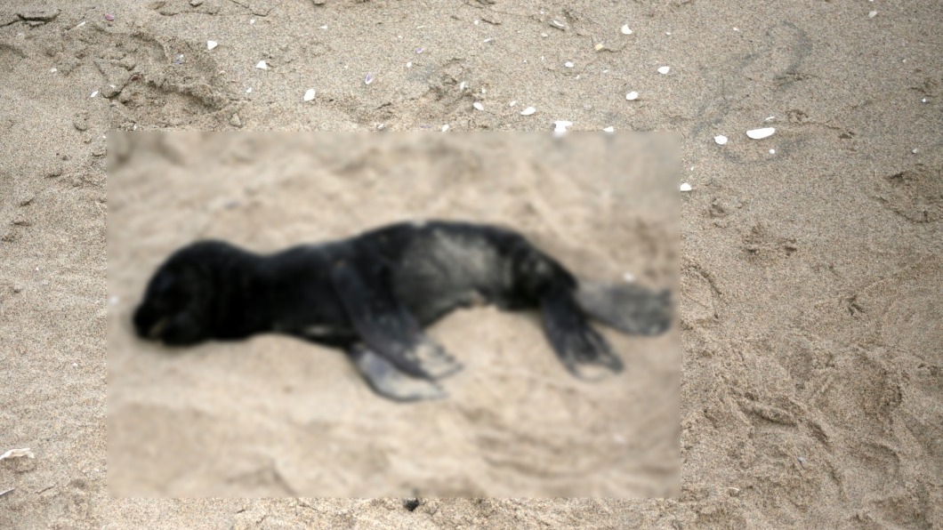 海豹寶寶集體死亡原因初判為魚群大量減少。(圖/翻攝自Namibian Dolphin Project臉書)
