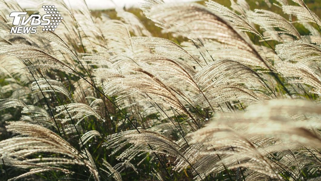 秋末賞芒草新去處　雙北3大必拍美景期間限定