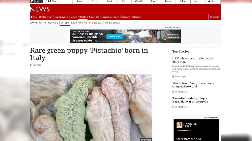 義大利一戶農家產下「綠色牧羊犬」。(圖/翻攝自BBC)