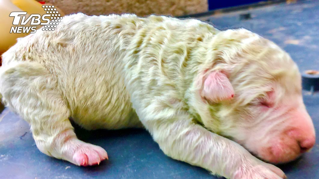 白牧羊犬產5胎 農夫見「綠色小狗」搶奶喝嚇壞