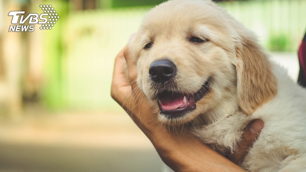 許多年輕人會養寵物陪伴自己。(示意圖/shutterstock 達志影像)