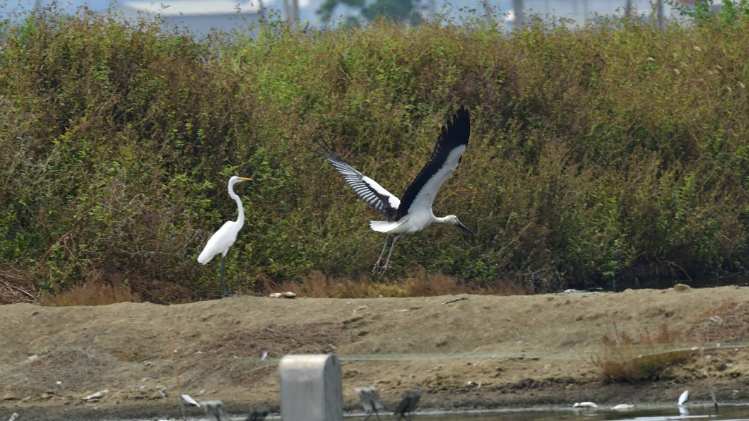瀕危東方白鸛陳屍彌陀私有魚塭地　曾現蹤永安濕地