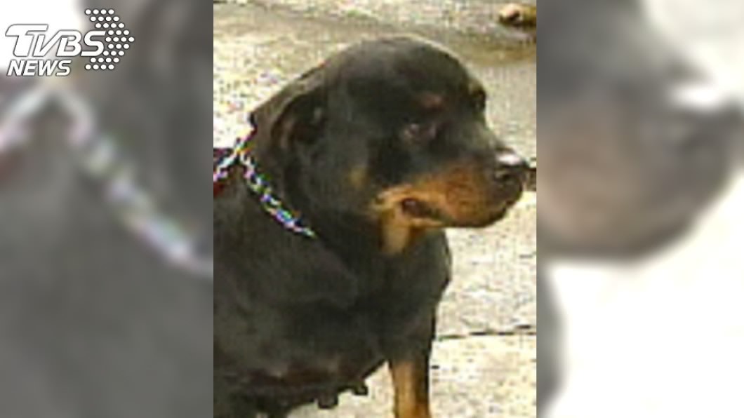 嬰遭羅威納犬狠咬 拖院子「埋屍」母目睹崩潰