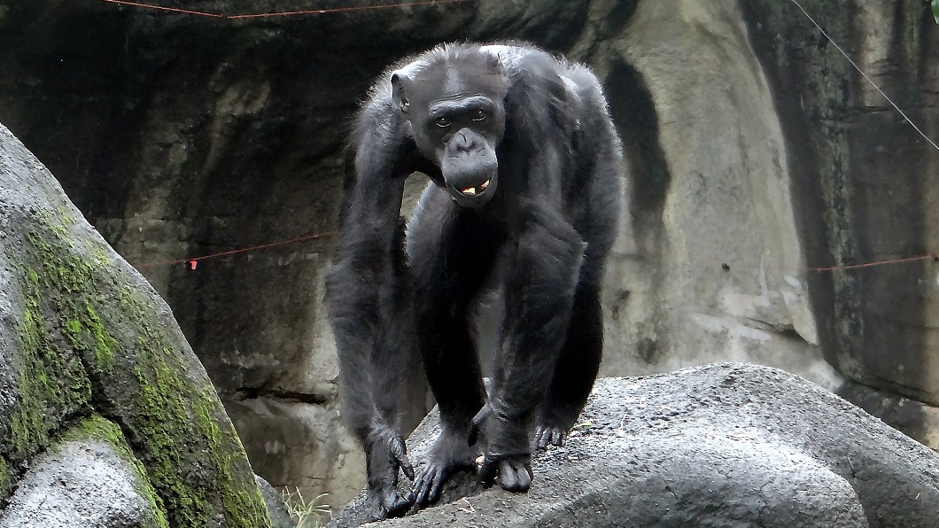 北市動物園51歲黑猩猩阿美 術中呼吸衰竭過世