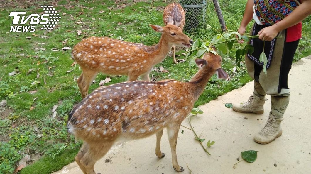 嘉義逐鹿梅花鹿復育園區恢復開放 禁止旅客餵食