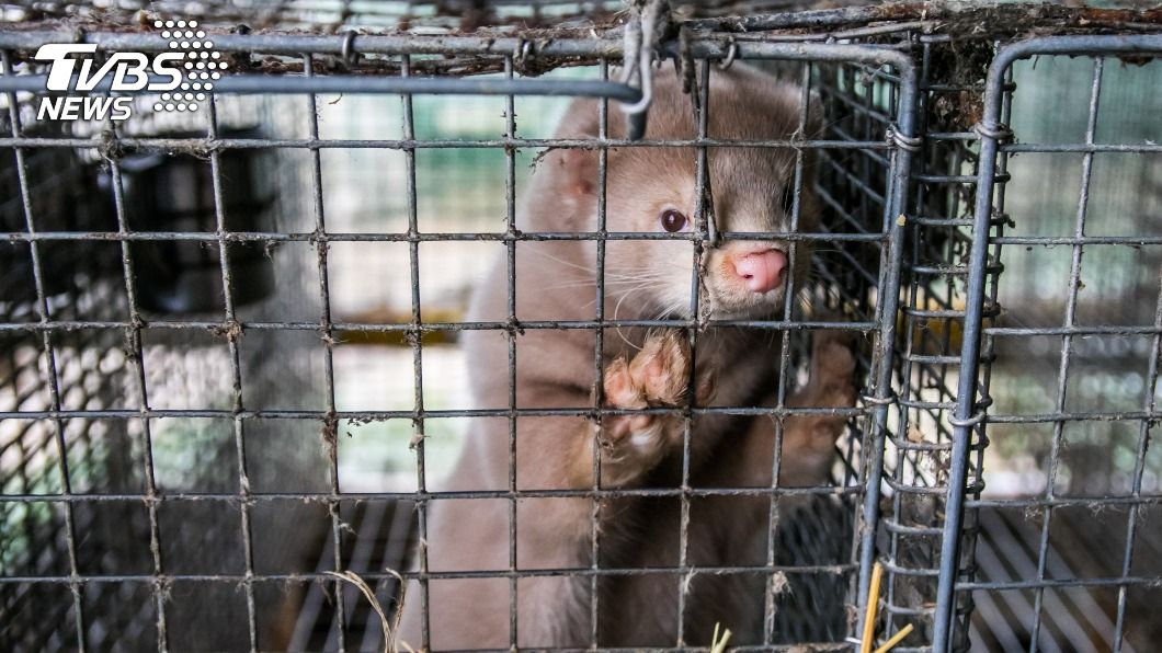 水貂養殖場爆新型冠狀病毒突變 丹麥西北區封城
