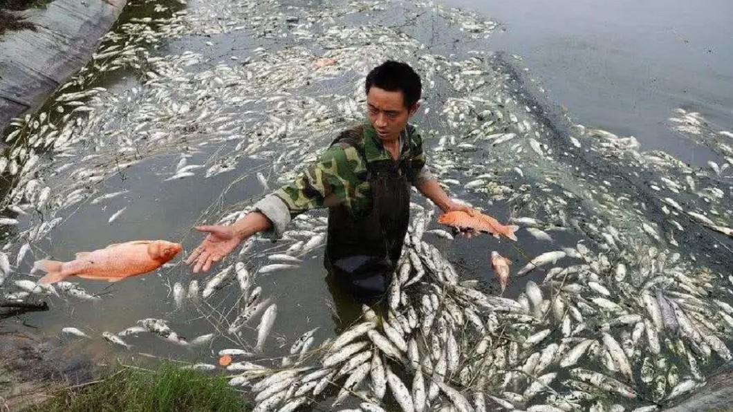 釣嘸魚狂倒殺蟲劑　白目男害「22萬條全翻肚」下場曝