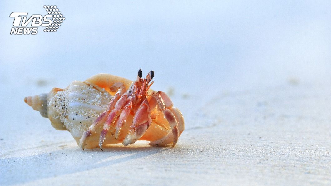 寄居蟹和帝王蟹曾被分在同一總科。(示意圖/shutterstock達志影像)