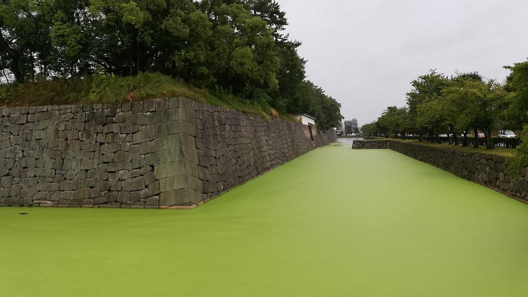 日本400年護城河成「抹茶牛奶」 居民驚:從未見過!