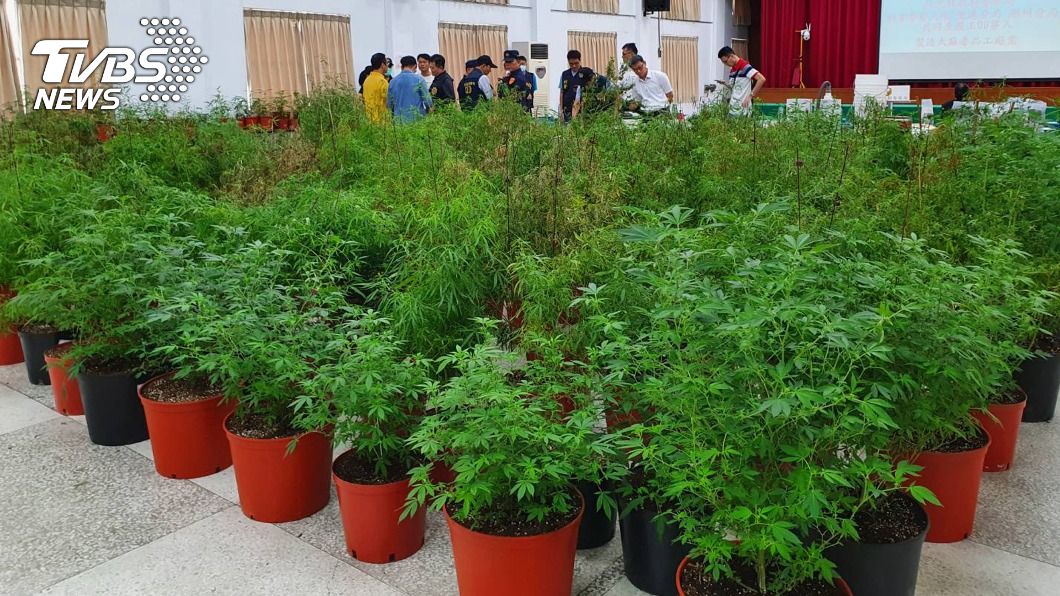 屏警破獲大麻製造廠 524株植株市值超過2億
