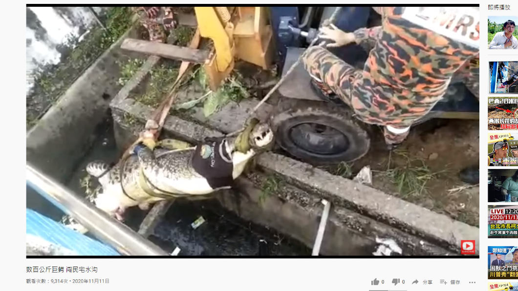 消防員花了1小時時間才將巨鱷綑綁住。(圖/翻攝自K媒體 YouTube)