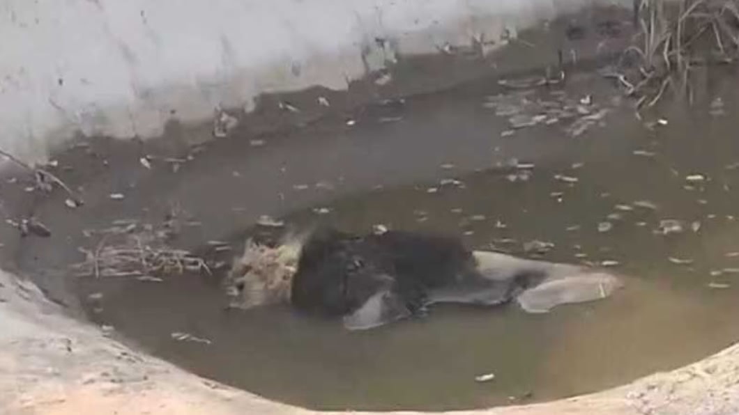 皮包骨獅子溺斃成浮屍　動物園扯辯：牠在休息