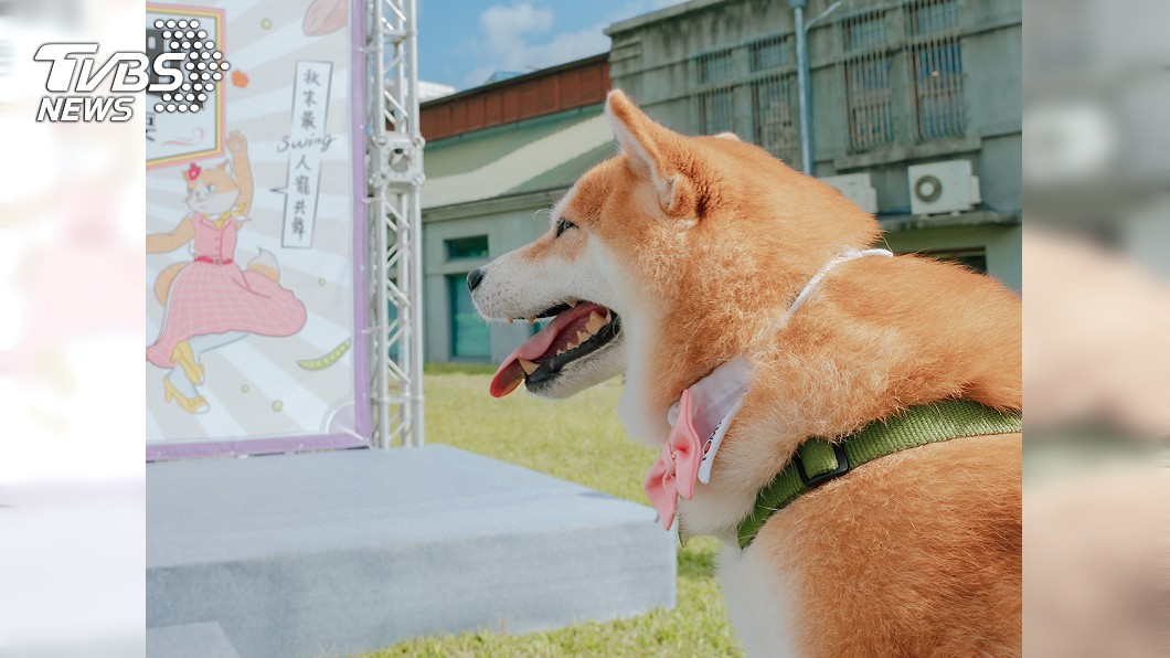 超萌！高人氣柴犬獻出「第一支舞」　轉圈、踏步不怯場