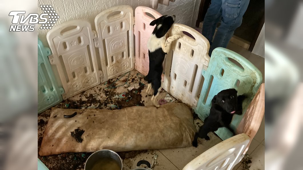新北女高樓摔死兔 破門驚見2幼犬1鼠慘受虐