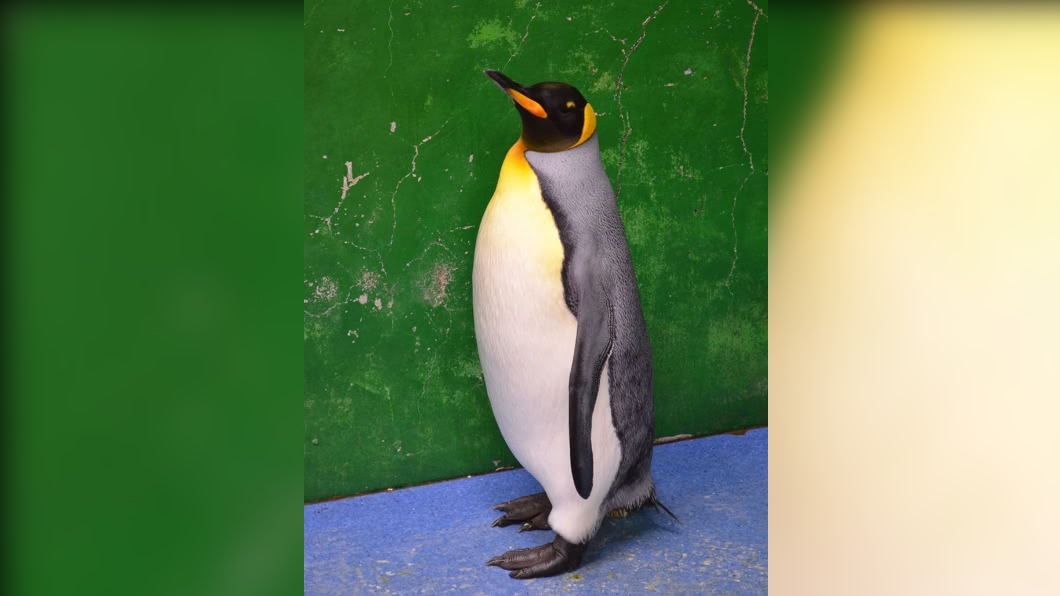圖／翻攝自台北市立動物園